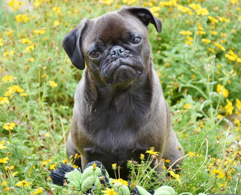 Black pug with sad eyes sits in a field of bright yellow wildflowers next to a small green toy in the grass.