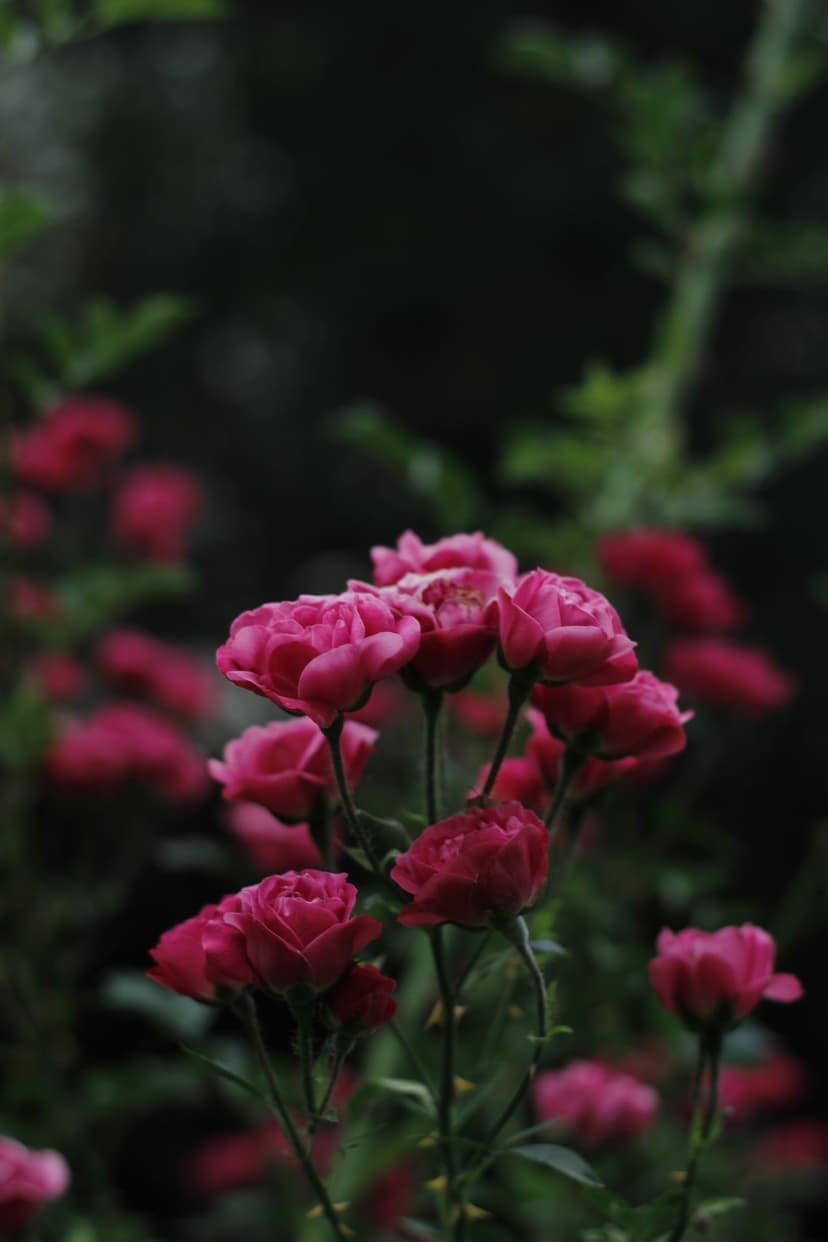 Pink rose petals with detailed textures bloom in a garden against a softly blurred dark green foliage background.