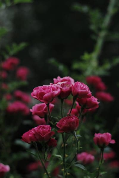 Vibrant Pink Roses Blooming in a Lush Garden