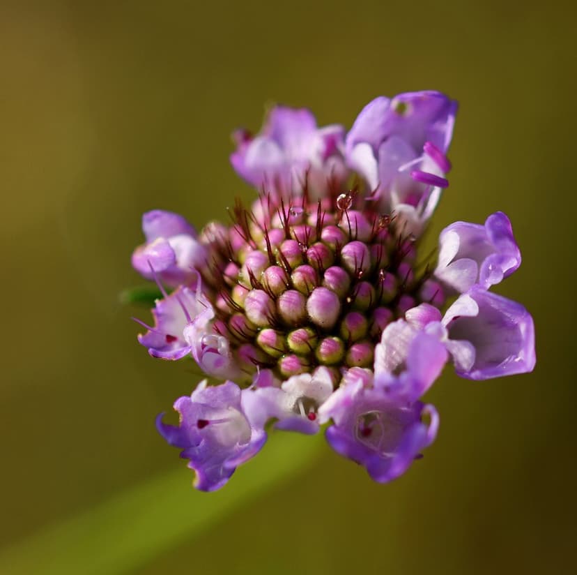 Purple Scabiosa flower with tiny water droplets on its stamens, surrounded by soft lilac petals and green bokeh.