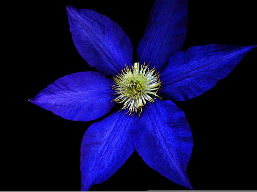 Blue clematis flower with yellow stamen centered against a solid black background in a vertical macro composition.