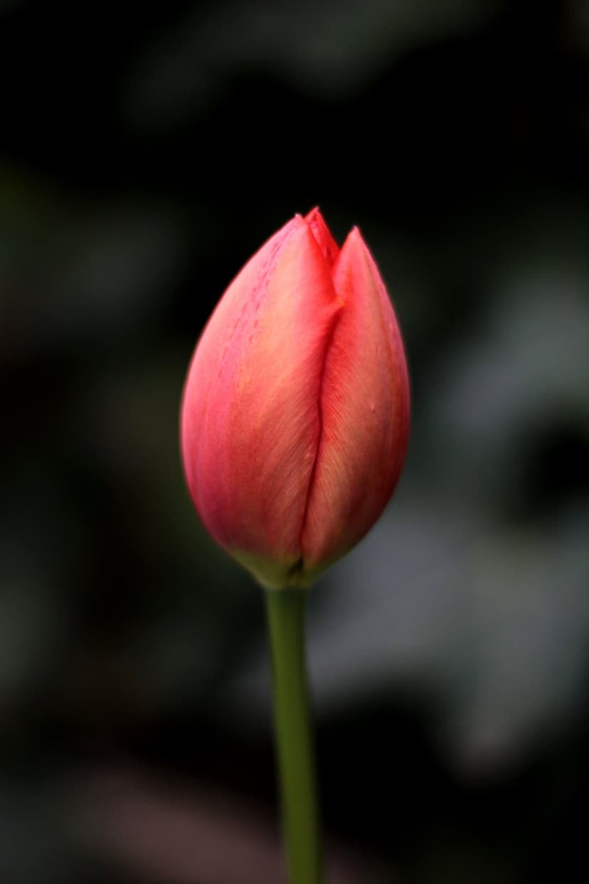 Pink tulip bud with glistening dew drops sits against a dark, blurred background of shadowed green foliage.