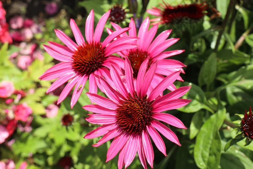 Pink coneflowers with spiked orange centers bloom in a sunlit garden against a soft blurred green background.
