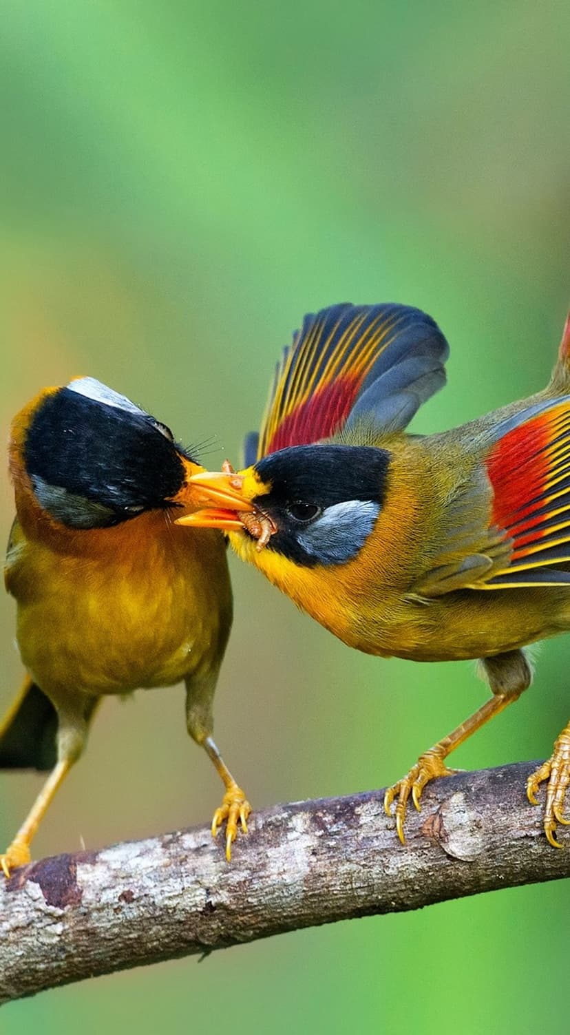 Two birds with yellow and red feathers share food while perched on a textured branch against a green background.