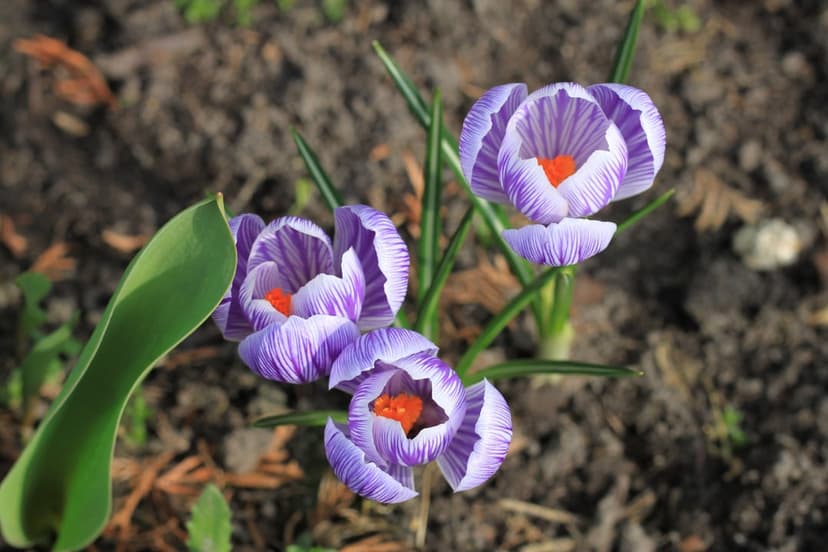 Purple and white striped crocus flowers with orange centers grow from dark soil in a spring garden setting.