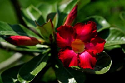 Vibrant Red Desert Rose Flower with Buds
