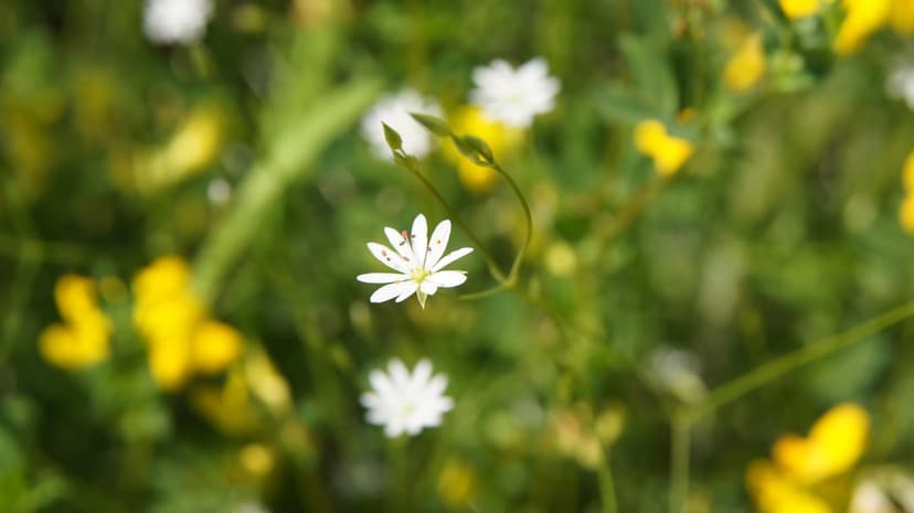 White wildflower with pointed petals stands out against a blurred backdrop of yellow blooms and green meadow grass.