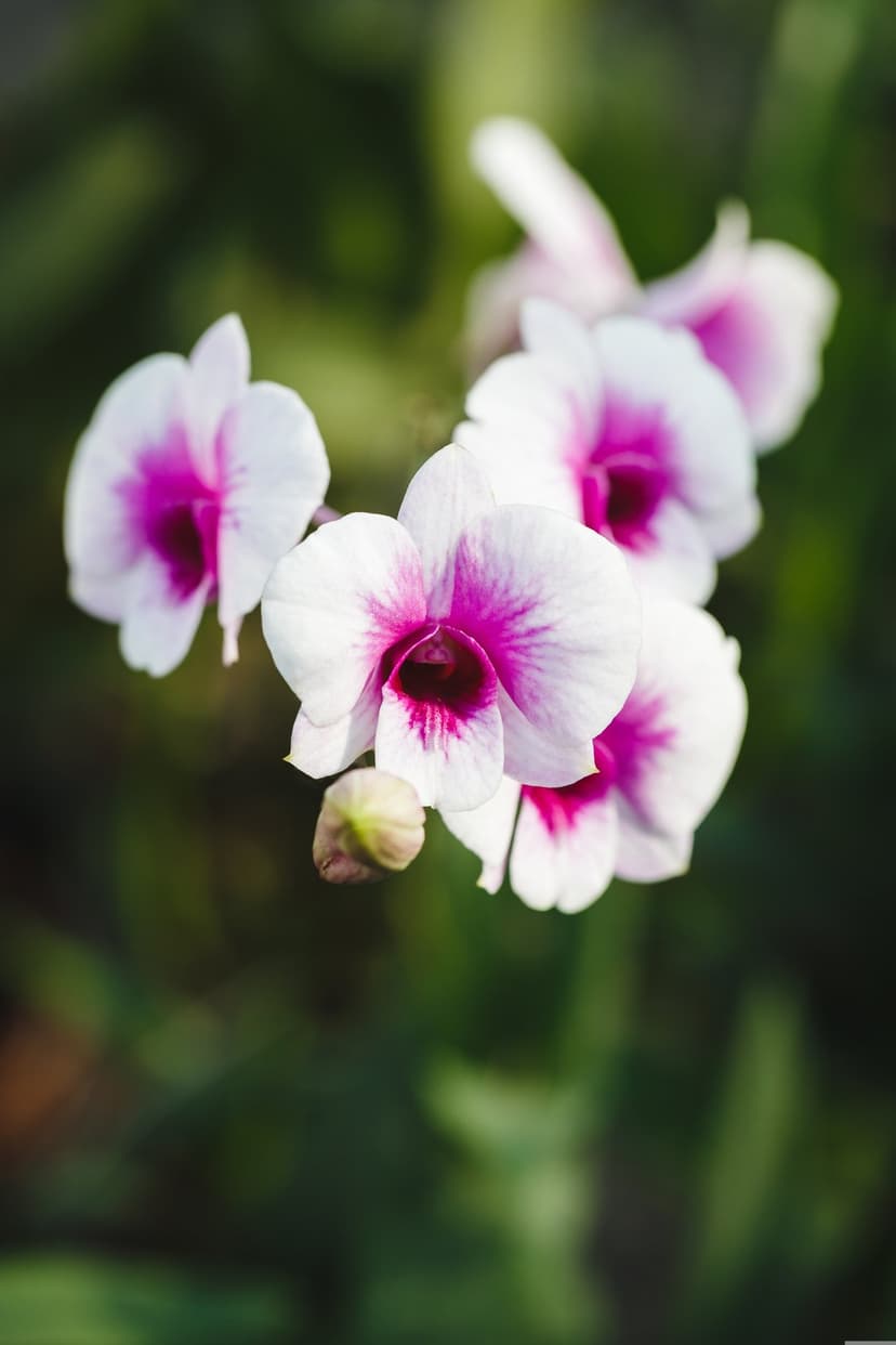 White orchid flowers with magenta centers and pink veins against a blurred dark green leaf background.