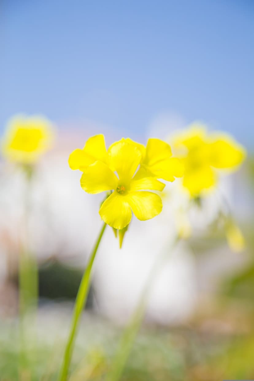 Yellow Oxalis flowers bloom under a clear blue sky with sharp foreground details and a soft bokeh background.