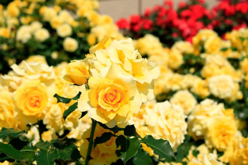 Yellow rose blossoms with intricate petals glow in sunlight alongside soft-focus red flowers and green leaves.