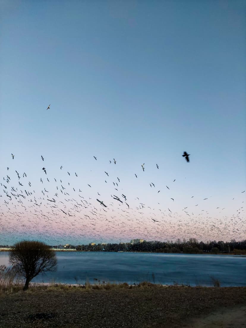 Migrating birds fly across a pink and blue twilight sky reflected in a calm lake with a lone tree silhouette.