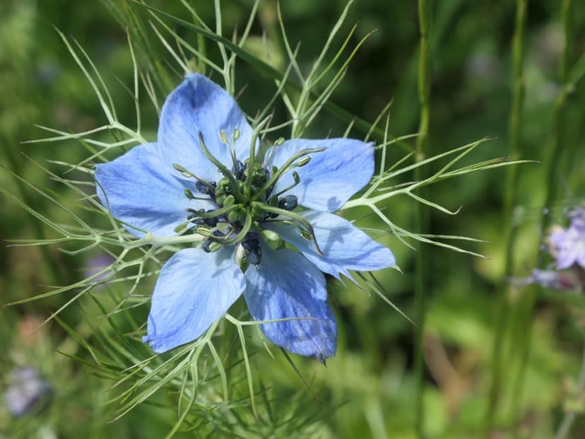 Blue Nigella flower with a dark center and delicate petals surrounded by wispy green leaves and a blurred background.