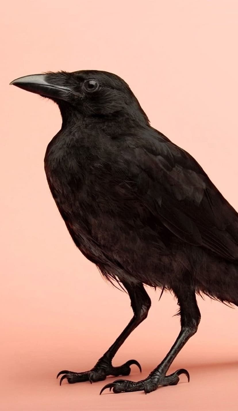 Black raven with glossy feathers and a sharp beak stands before a solid pastel pink studio background.