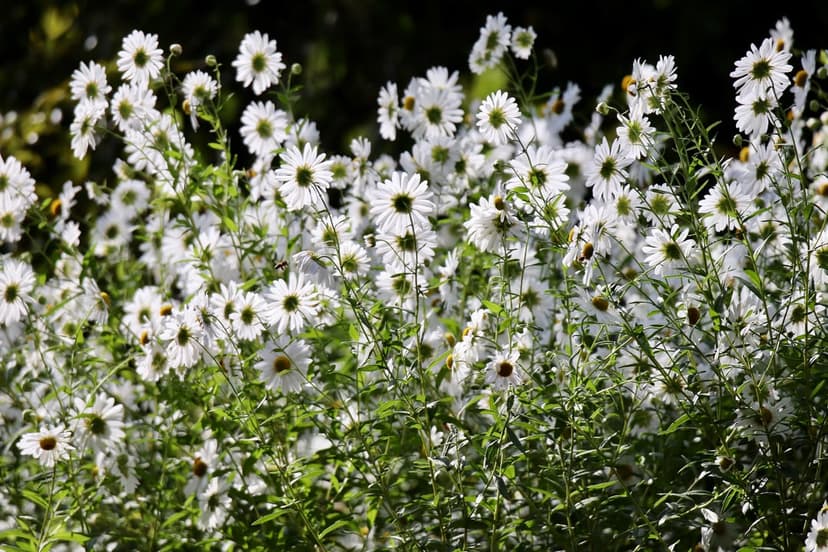 White aster flowers with yellow centers glow in warm sunlight against a blurred dark green garden background.