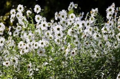Field of White Asters in Sunlight