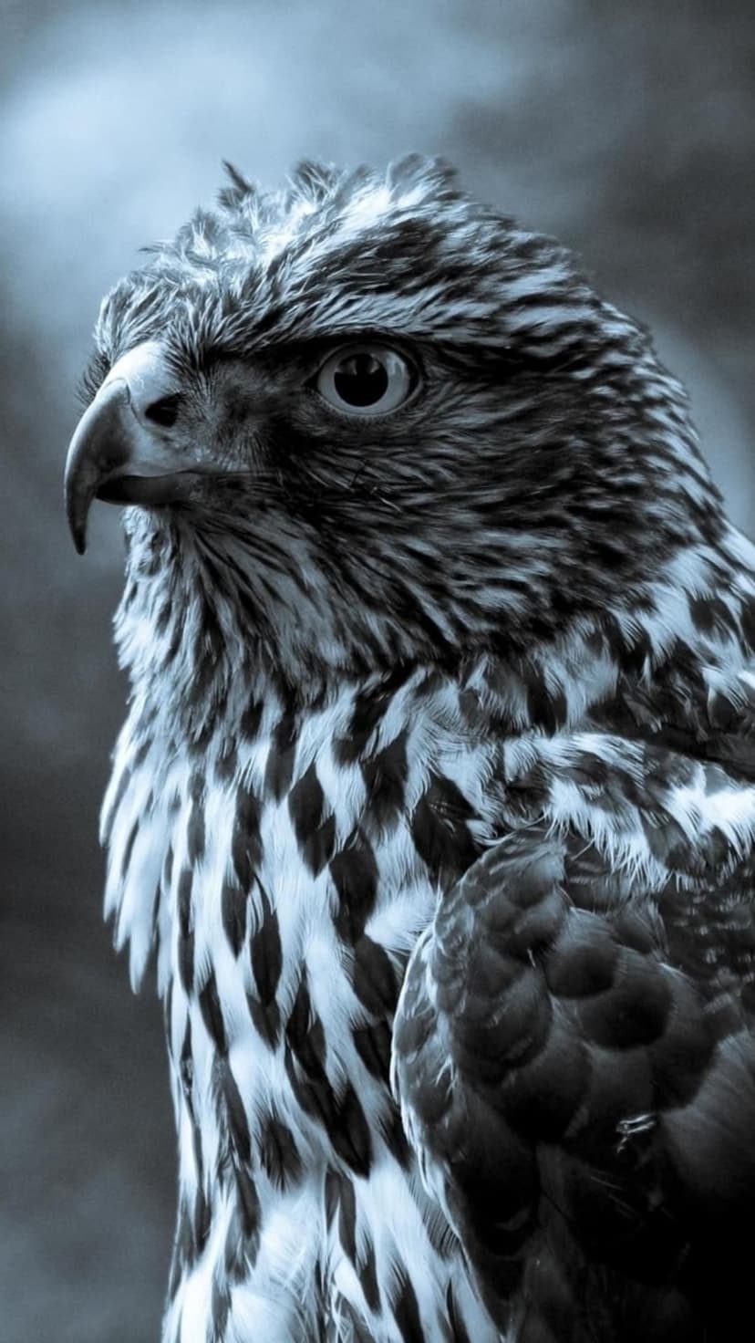 Sharp hawk eye and curved beak displayed in monochromatic blue tones with detailed feather textures.