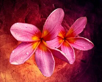 Pink Frangipani Flowers with Water Droplets on Textured Background