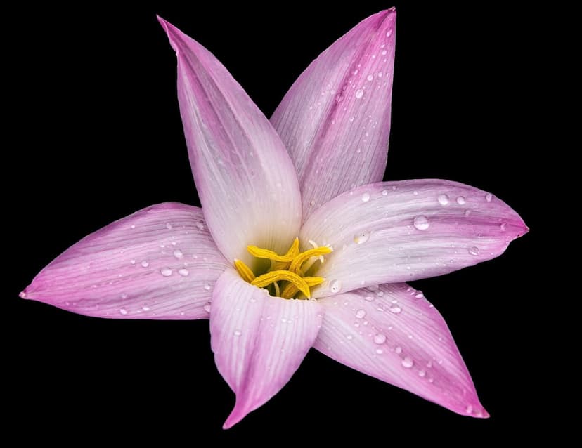 Pink rain lily petals covered in crystalline water droplets surround a bright yellow center on a black backdrop.