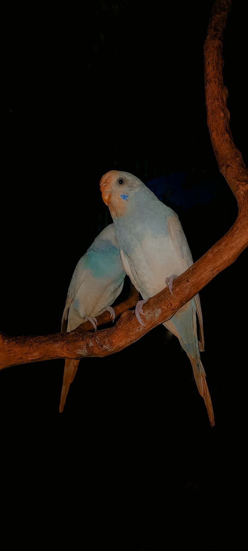 Light blue budgerigars perch on a textured brown branch against a solid black background in a low-light setting.