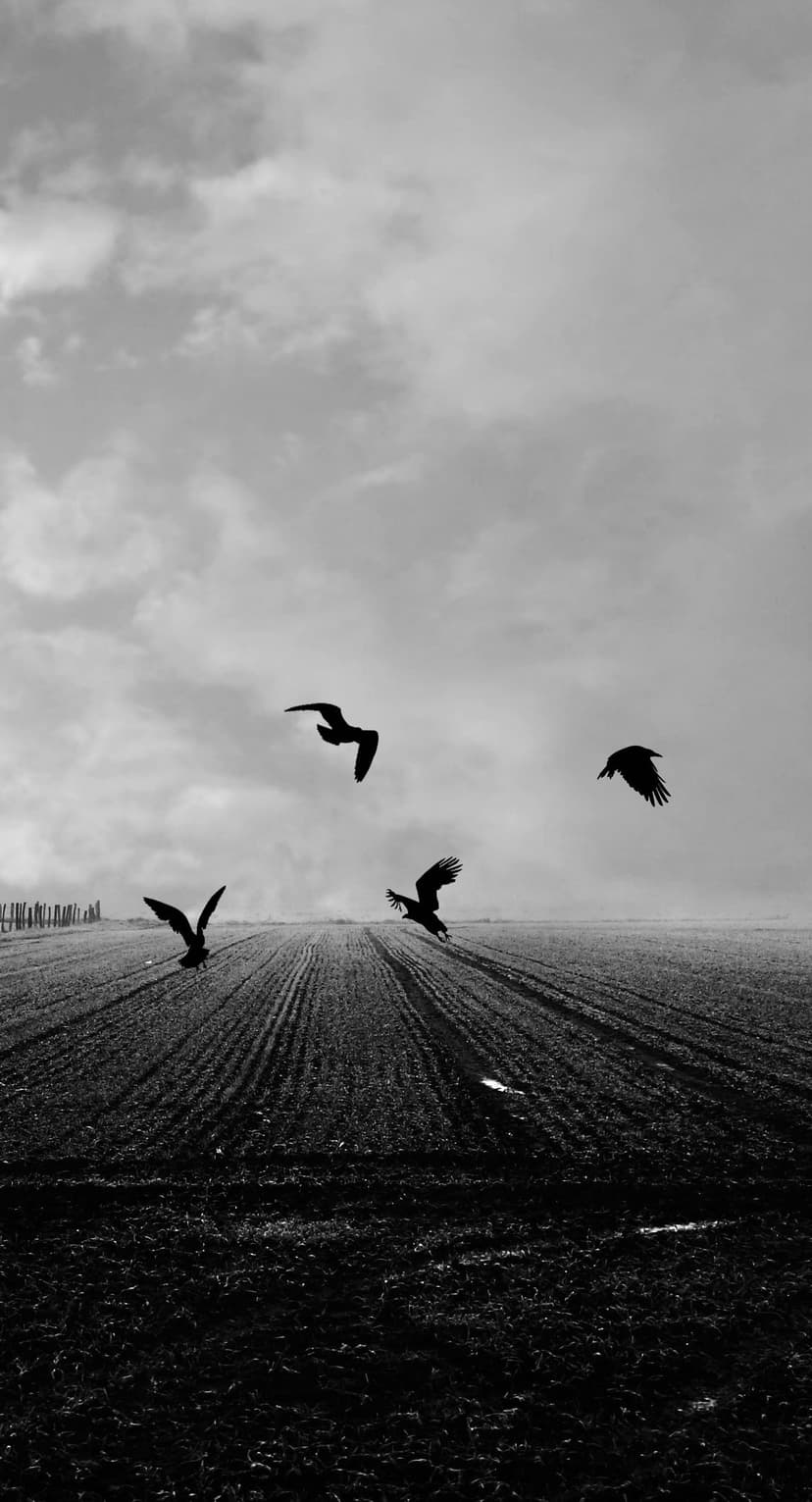 Three silhouetted birds soar above a tilled field under a dark, heavily clouded sky in high contrast.