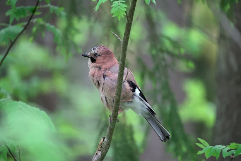 Eurasian Jay with chestnut feathers perched on a twig amidst blurred green leaves in a sunny forest setting.