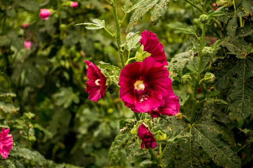 Deep pink hollyhock flowers with yellow stamens and green leaves captured in a vertical macro floral portrait.