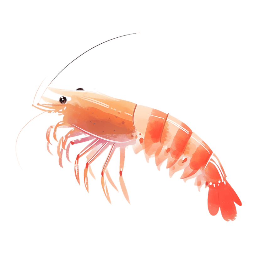 Watercolor pink shrimp illustration showing a segmented body, long antennae, and translucent orange details.