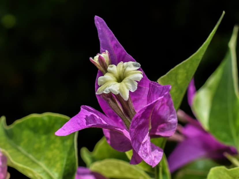 Purple bougainvillea bracts surround a small white flower against a dark, out-of-focus background.