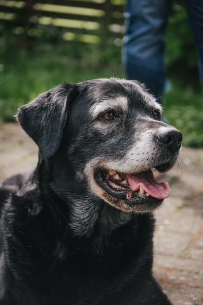Elderly black Labrador dog with graying muzzle