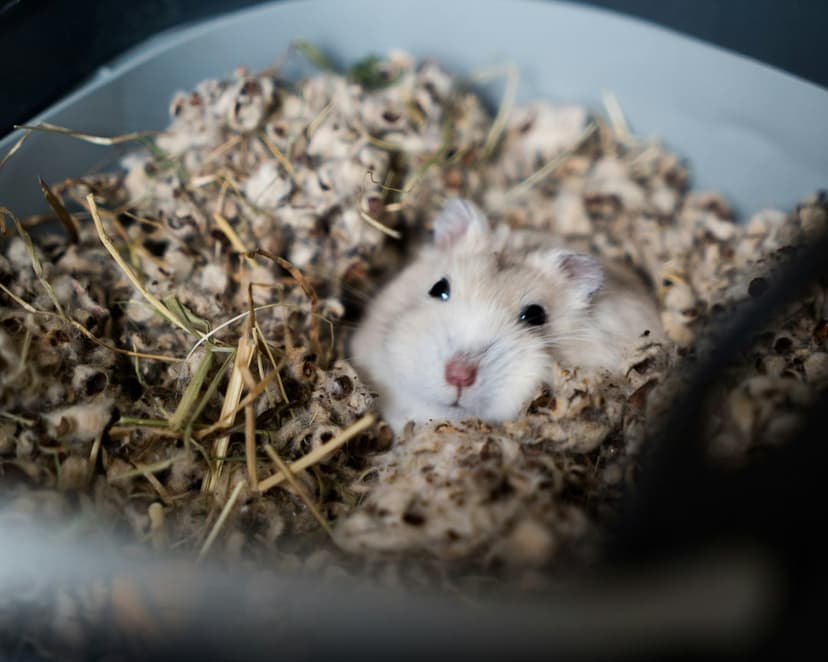 Hamster with large dark eyes and a pink nose peeking out from a nest of shredded white bedding and golden hay.