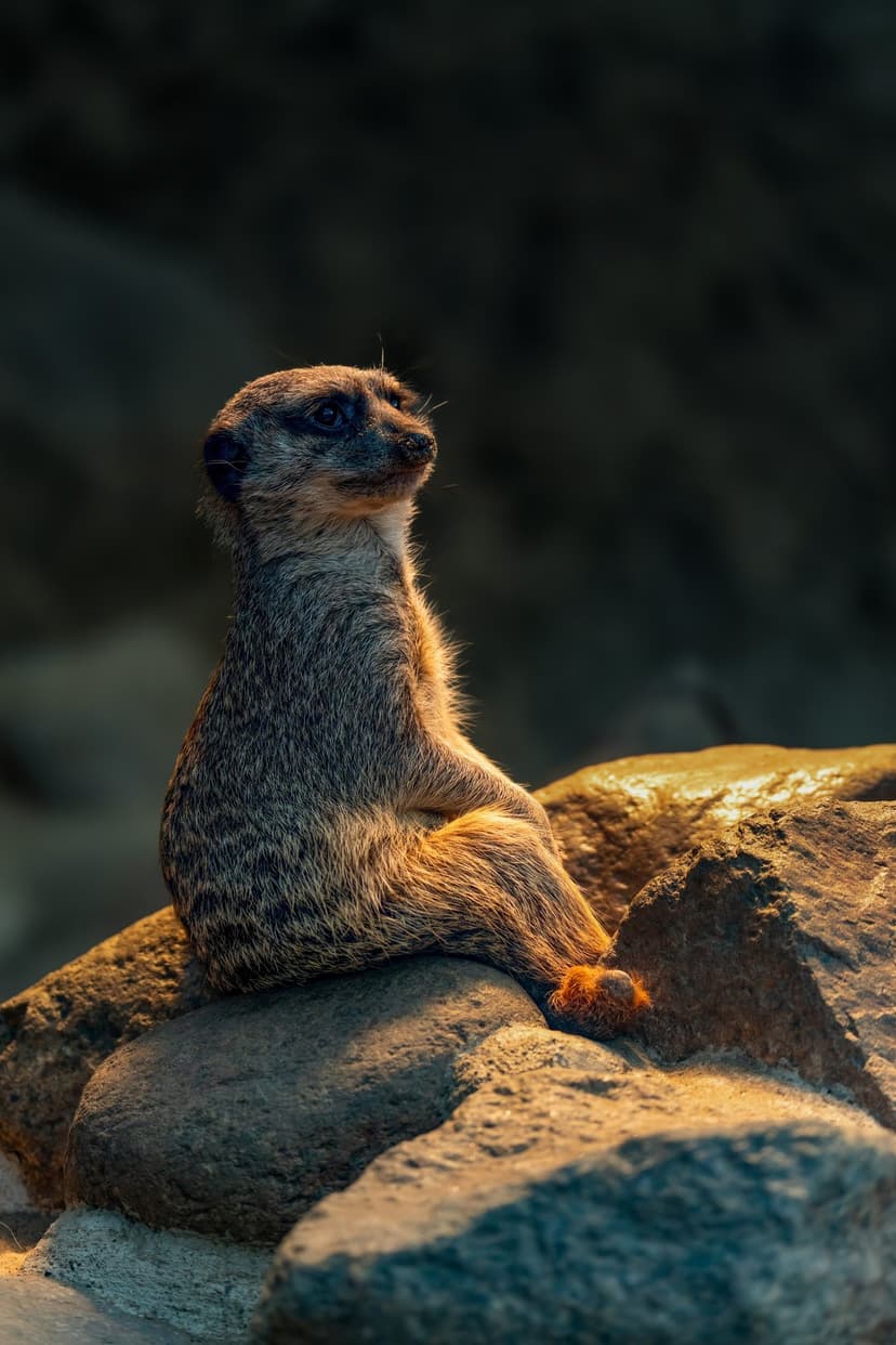 Meerkat perched on grey rocks under golden sunlight against a dark blurred background in a vertical portrait view.