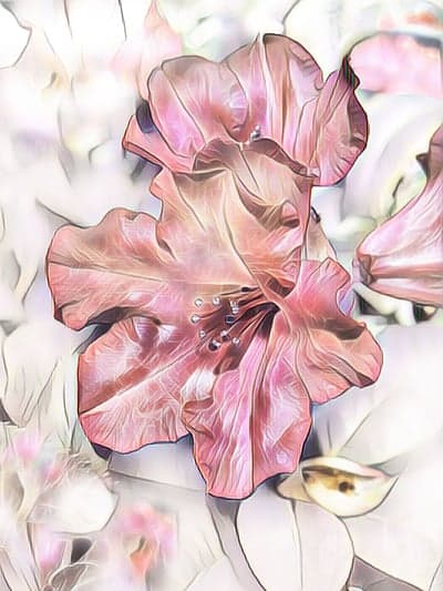 Artistic Pink Rhododendron Flower Bloom Close-Up