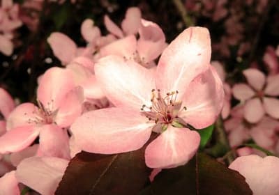 Close-up of Delicate Pink Crabapple Blossoms
