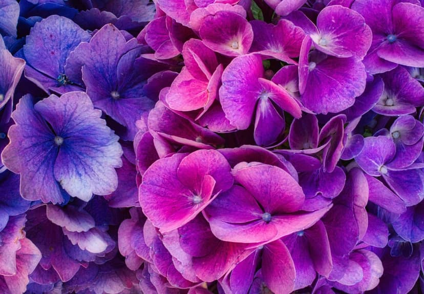 Purple and pink hydrangea petals display intricate veining and soft textures in a dense macro floral arrangement.