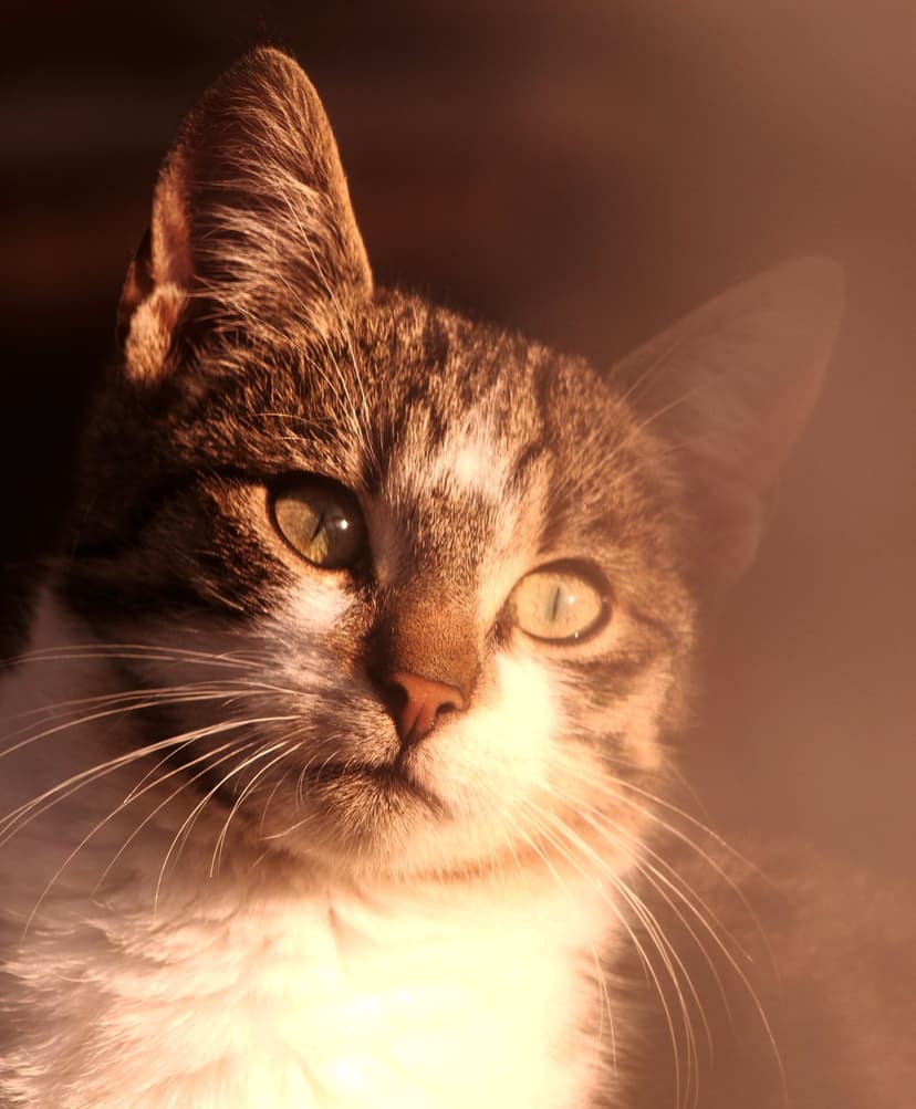 Tabby cat with green eyes and long white whiskers gazes forward while bathed in warm, golden afternoon sunlight.