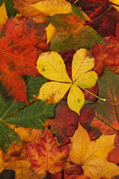 Vibrant Autumn Leaves: A Close-Up of Fall Colors