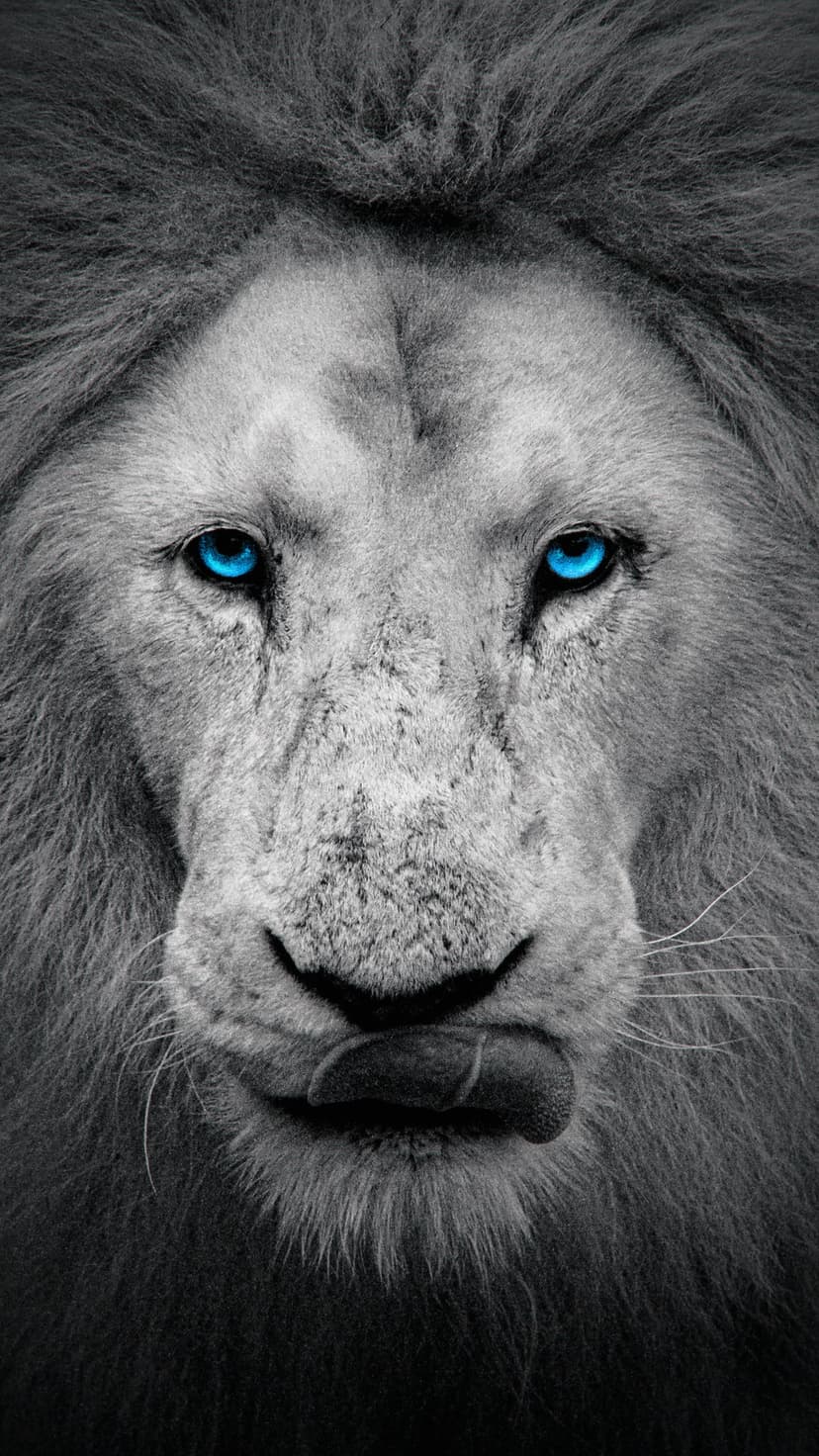 Lion with vivid blue eyes licks its lips in a high-contrast black and white close-up animal portrait.
