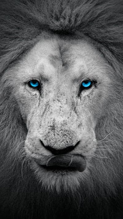 Lion with Striking Blue Eyes Licking Lips