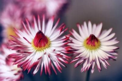 Radiant Pink and White Daisy Petals Phone Background
