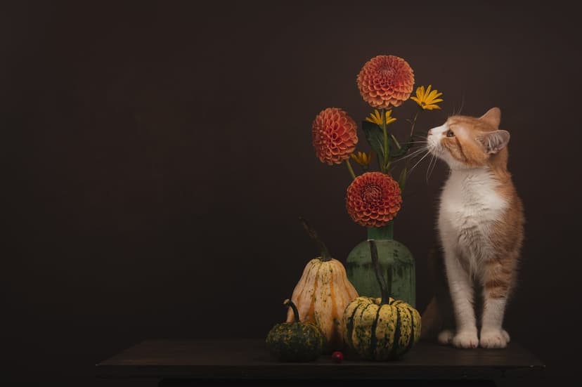 Ginger and white cat sniffs orange dahlia flowers beside pumpkins and gourds on a dark wooden table.