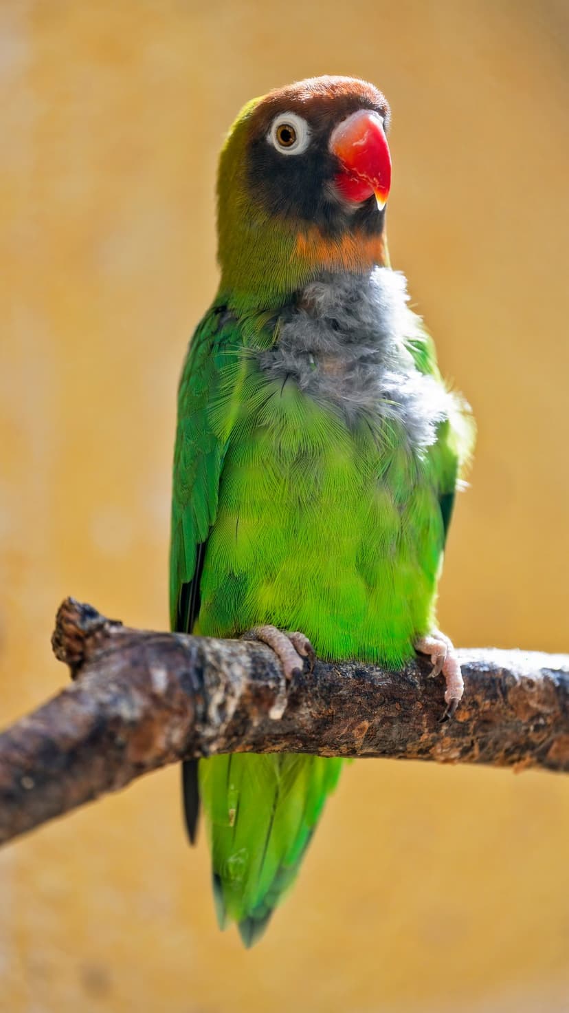 Fischer's lovebird with green feathers and a red beak perched on a branch against a blurred yellow background.