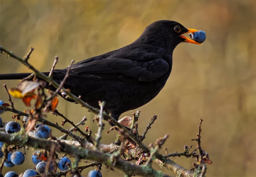 Blackbird with glossy feathers and an orange beak holds a round blue berry while perched on a thin tree branch.