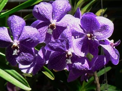 Exotic Purple Vanda Orchids Phone Wallpaper Background