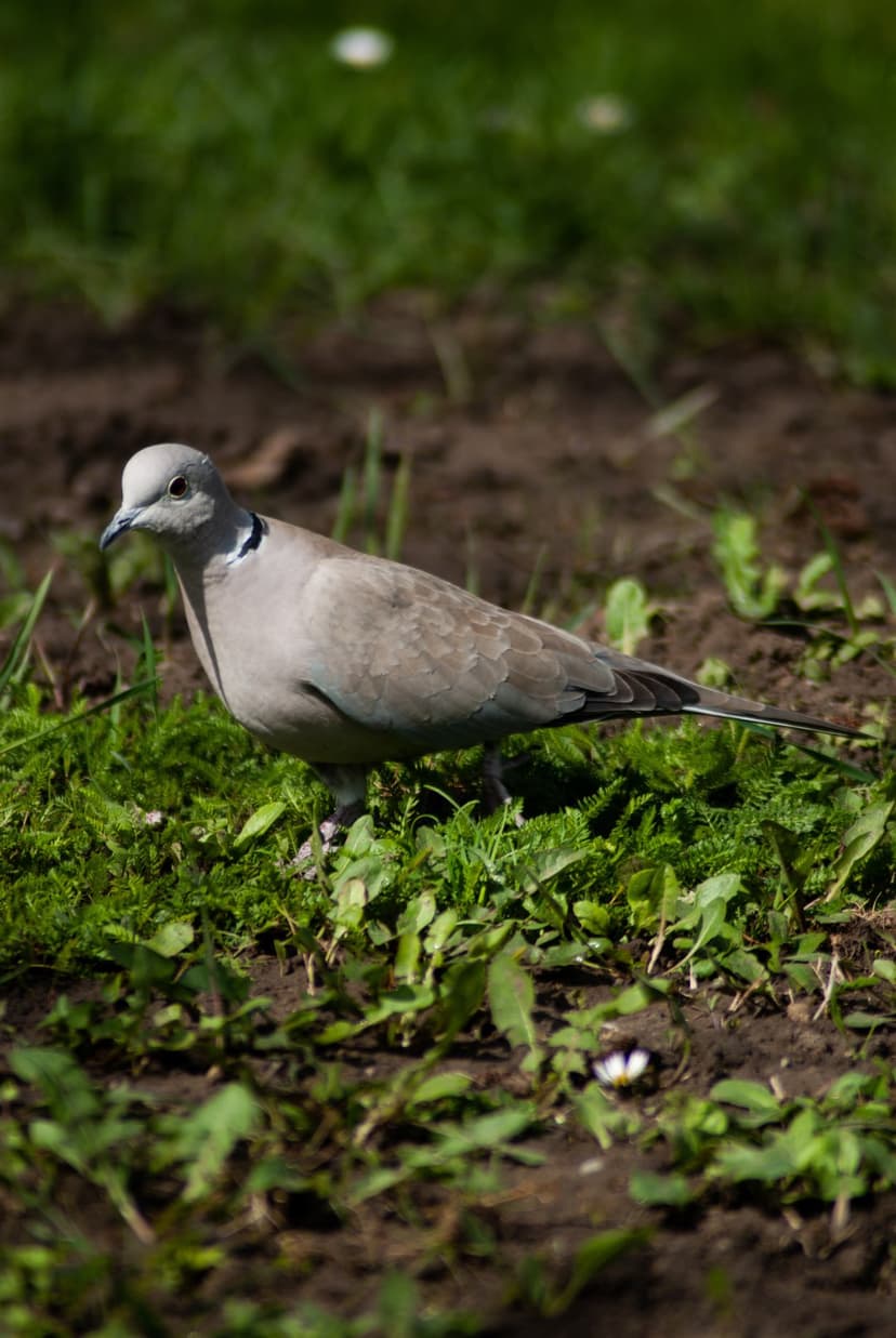 Eurasian collared dove with a black neck band stands on green grass and soil with a soft blurred background.