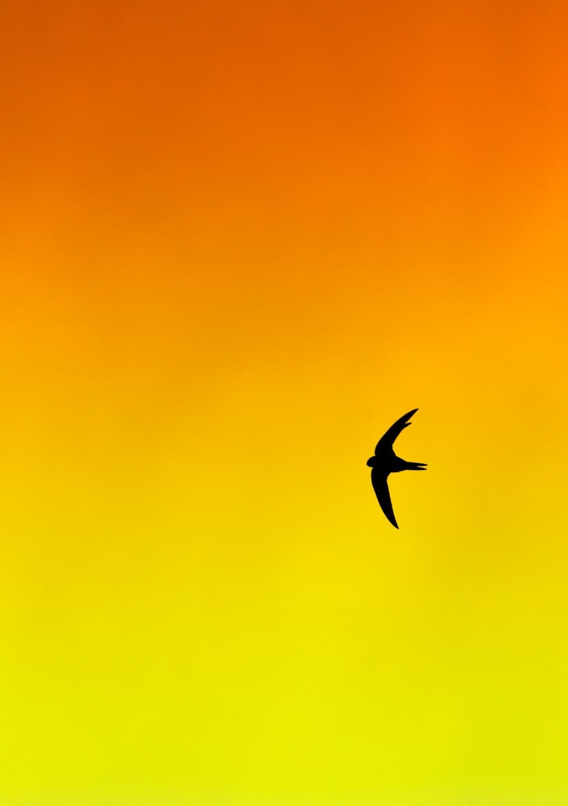 Swift bird silhouette in mid-flight against a gradient of fiery orange and yellow sunset sky background.