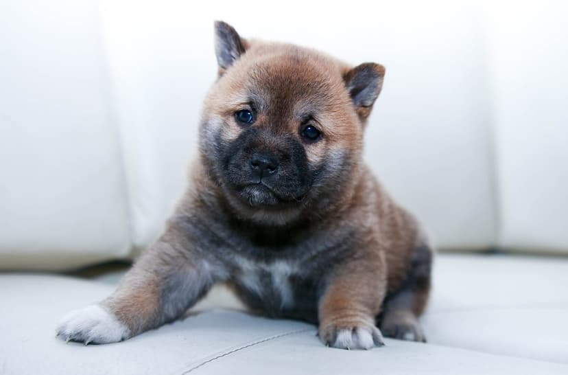Shiba Inu puppy with tan fur sits attentively on a white couch, showing pricked ears and dark expressive eyes.