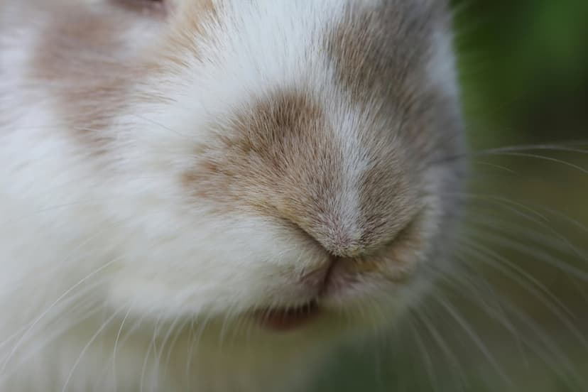 Domestic rabbit muzzle with long white whiskers and soft fur against a blurred green garden background.