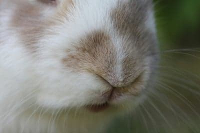 Close-up of a Rabbit's Nose and Whiskers
