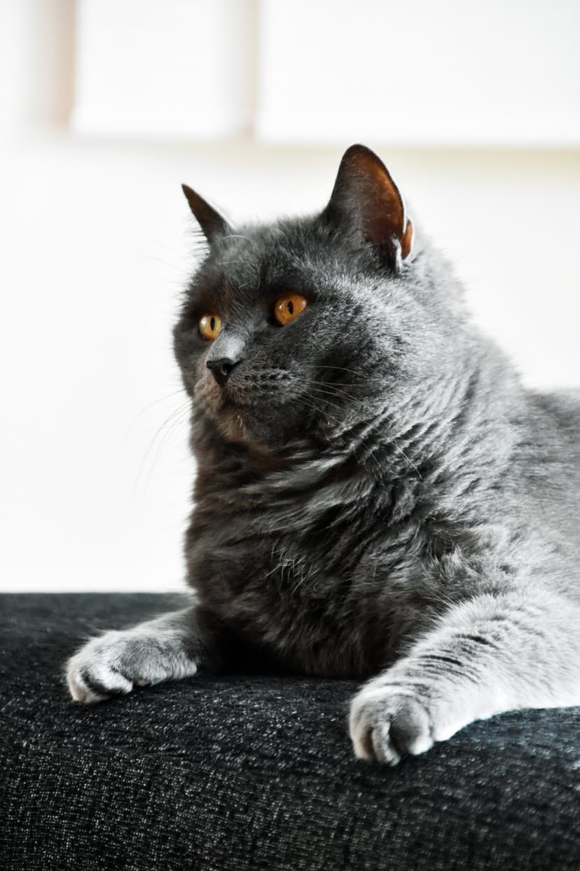 Fluffy grey cat with vivid orange eyes lies on a dark textured sofa while looking directly toward the viewer.