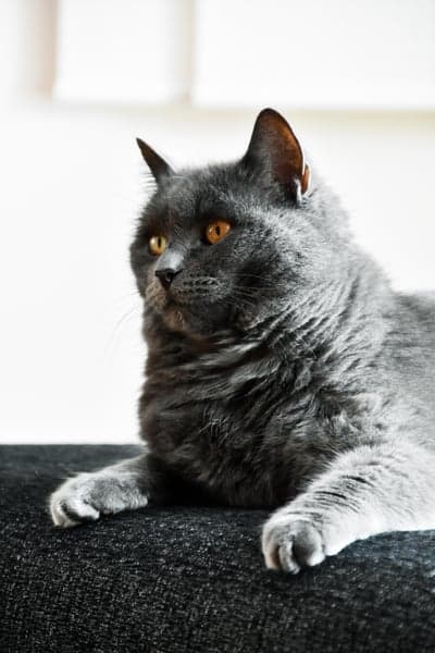 Majestic Grey Cat with Bright Orange Eyes on Dark Sofa